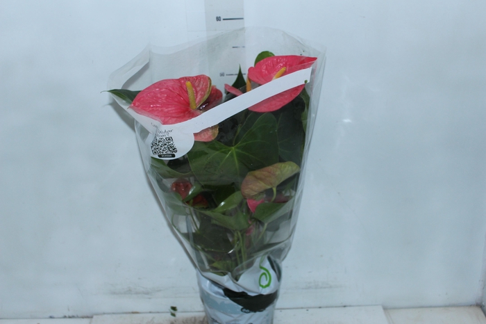 <h4>ANTHURIUM VARIADO P17</h4>