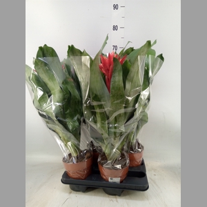 Aechmea  'Rozanne Elegant Red'