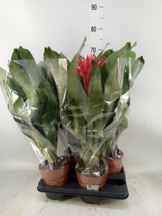 <h4>Aechmea  'Rozanne Elegant Red'</h4>
