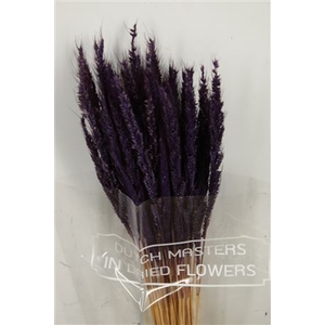 Dried Pinion Grass Purple Bunch