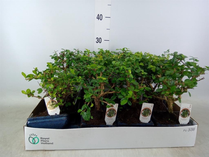 <h4>Bonsai   ...mix</h4>