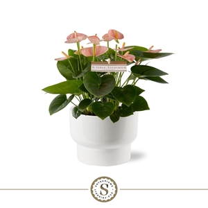 Athene Keramiek White - Spirit