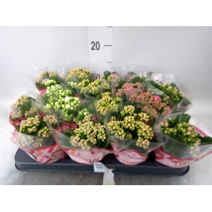 Kalanchoe blos.   ..rosebud mix  5