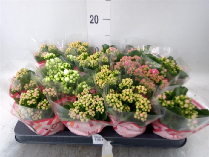 <h4>Kalanchoe blos.   ..rosebud mix  5</h4>