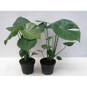 MONSTERA DELICIOSA