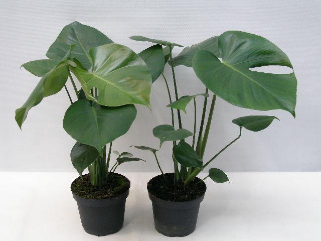 <h4>MONSTERA DELICIOSA</h4>