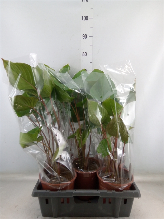 <h4>Homalomena rubescens 'Maggy'</h4>