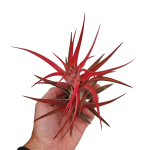 Tillandsia abdita red large
