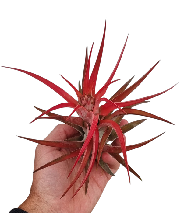 <h4>Tillandsia abdita red large</h4>