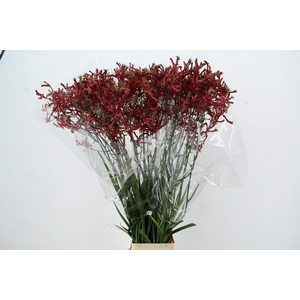 ANIGOZ ESMEE 120CM