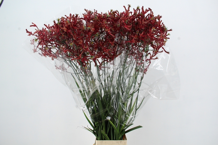 <h4>ANIGOZ ESMEE 120CM</h4>