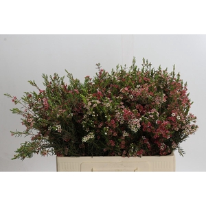 Chamelaucium My Sweet 16