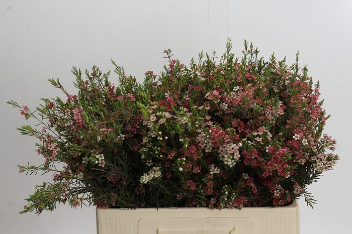 <h4>Chamelaucium My Sweet 16</h4>