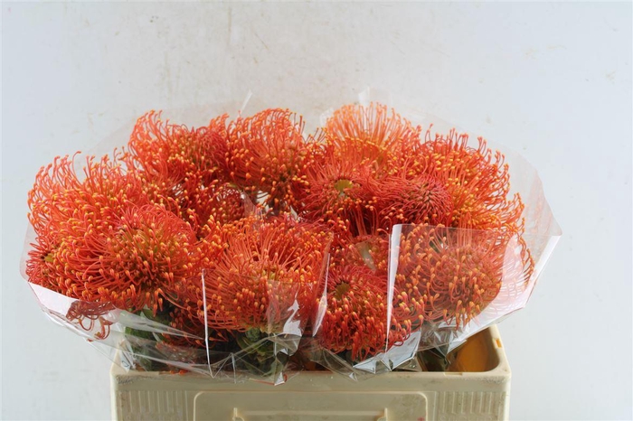 <h4>Leuco Co Vlam</h4>