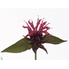 Monarda Denise