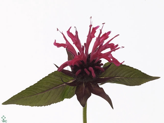 Monarda Denise