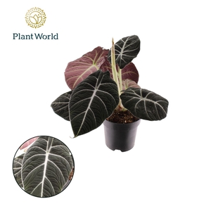 Alocasia Black Velvet