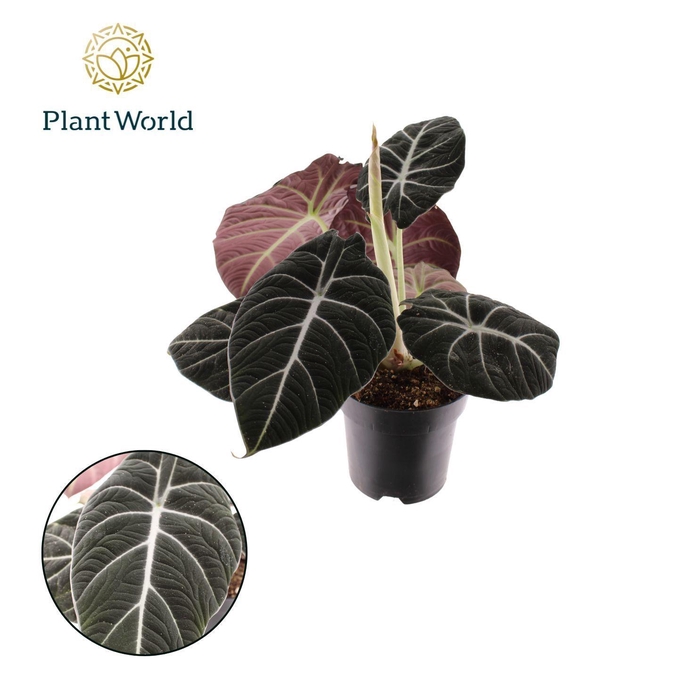 <h4>Alocasia Black Velvet</h4>
