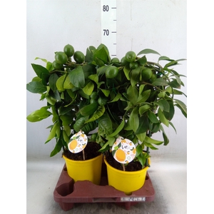 Citrus meyeri 'Meyer'