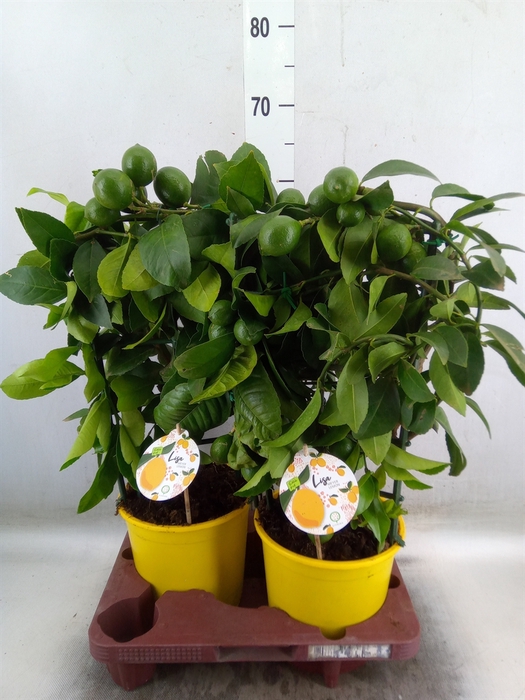 <h4>Citrus meyeri 'Meyer'</h4>