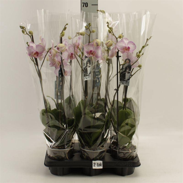 <h4>Phalaenopsis  'Harmony'</h4>