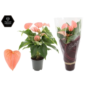 Anthurium 17 cm Festivo Lux in Couture Diamond Line Purple sleeve