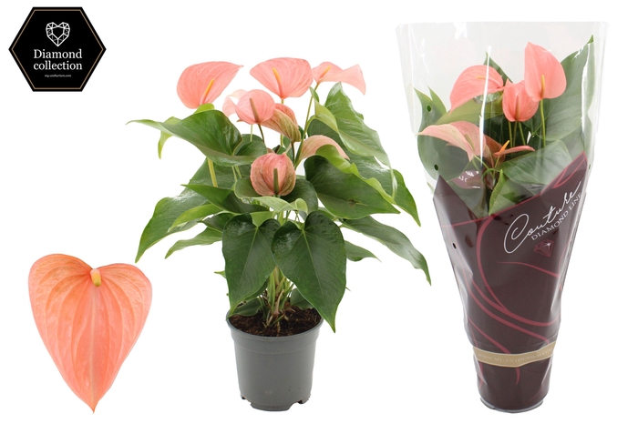 <h4>Anthurium 17 cm Festivo Lux in Couture Diamond Line Purple sleeve</h4>