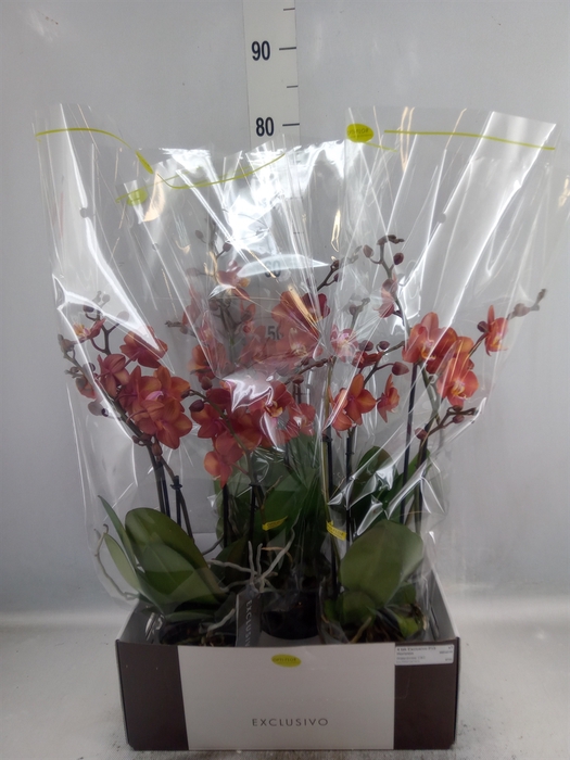 <h4>Phalaenopsis  'Horizion'</h4>