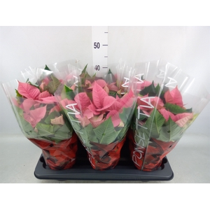 Euphorbia pulc. 'Premium Pink'