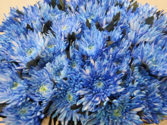 <h4>Chr G Topspin Blauw</h4>