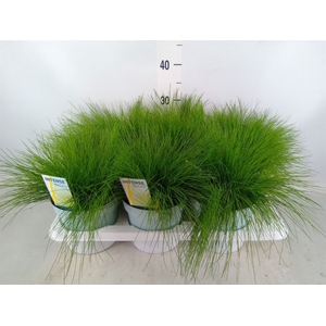 Deschampsia flexuosa 'Amilime'