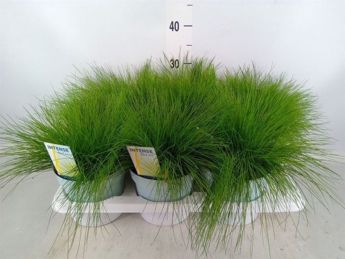 <h4>Deschampsia flexuosa 'Amilime'</h4>