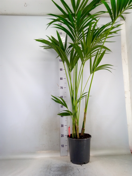 <h4>Howea forsteriana</h4>