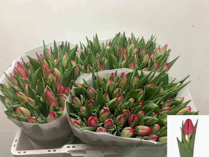 <h4>TU EN PROTON</h4>