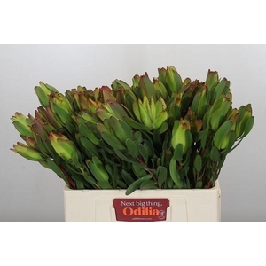 LEUCAD LAUREL YELLOW