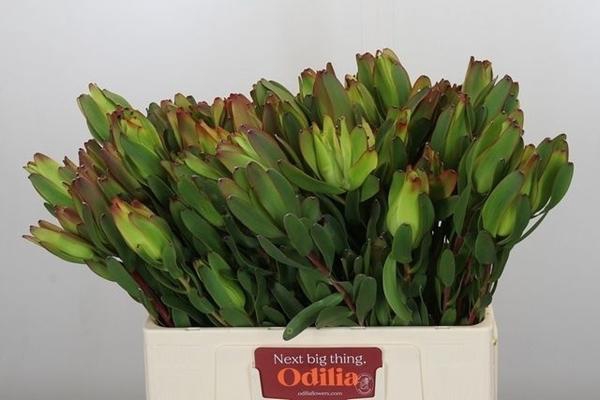 <h4>LEUCAD LAUREL YELLOW</h4>