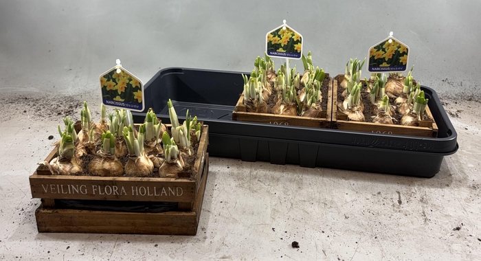 <h4>ARR N TETE A TETE</h4>