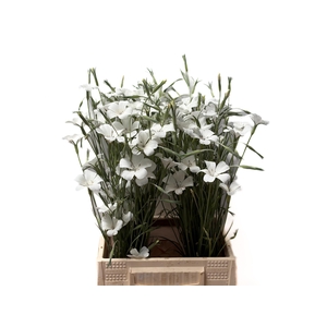 AGROSTEM QUEEN WHITE