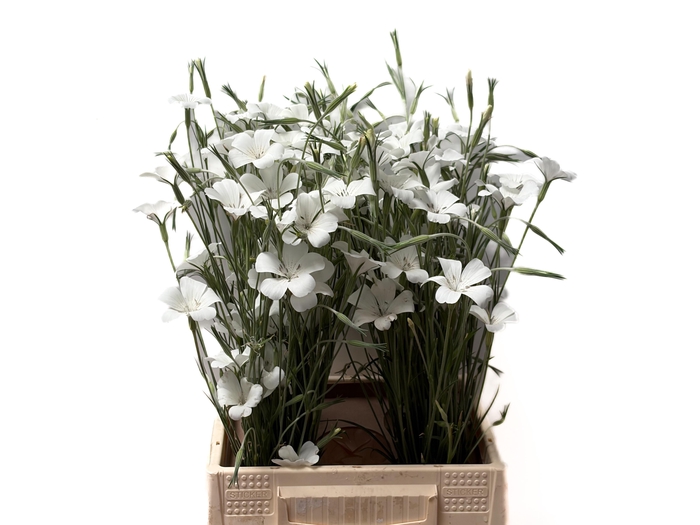 <h4>AGROSTEM QUEEN WHITE</h4>