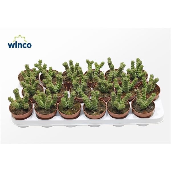<h4>Crassula Marneriana (jade)</h4>
