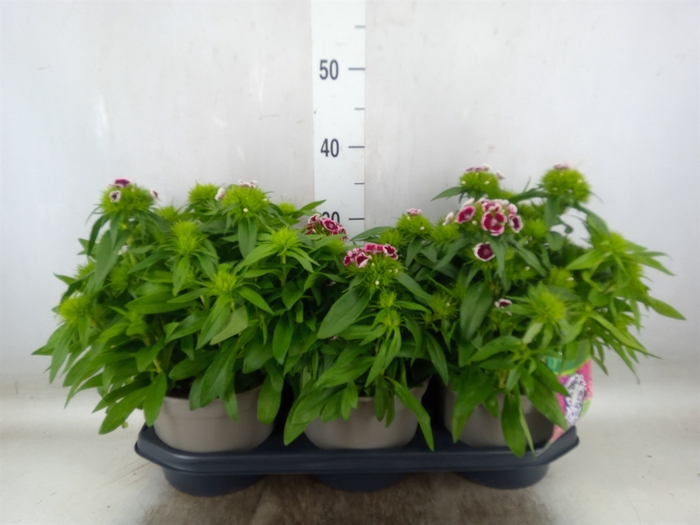 <h4>Dianthus barb. 'Barbarini'   ...mix</h4>