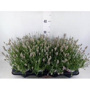 Lavandula angus. 'Rosea'