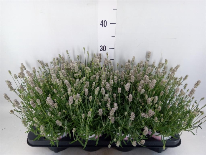 <h4>Lavandula angus. 'Rosea'</h4>