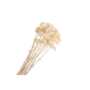 Achillea White Bleached