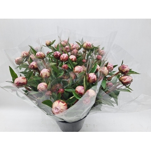 Mono Pioen Sara Bernhard x 5