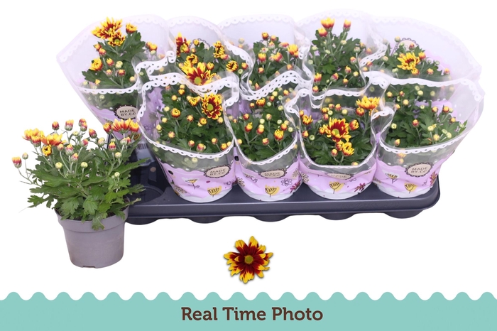 <h4>CHRYS CIAO REBEL</h4>