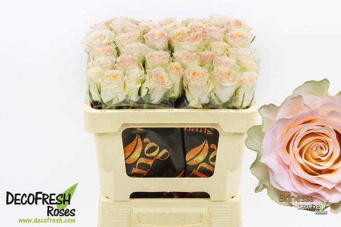 <h4>R Gr Brinessa</h4>