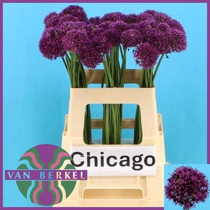 ALLIUM KLEINBLOEMIG
