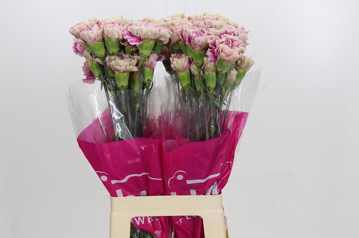 <h4>Dianthus St Antiqua</h4>