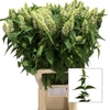 Agastache White